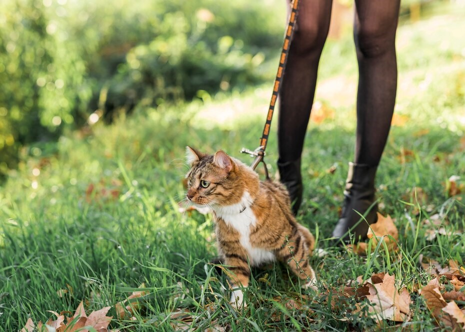Cat on Leash Relaxing in Garden Setting