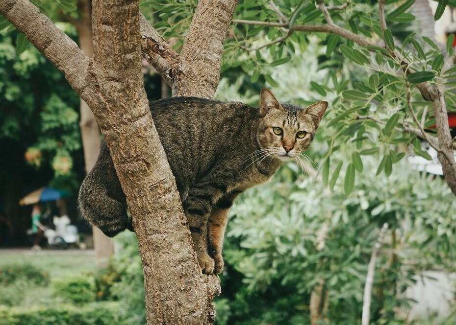 Cat on the Tree