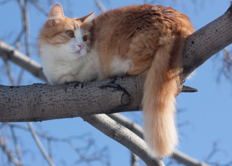 Close up of Cat on Tree