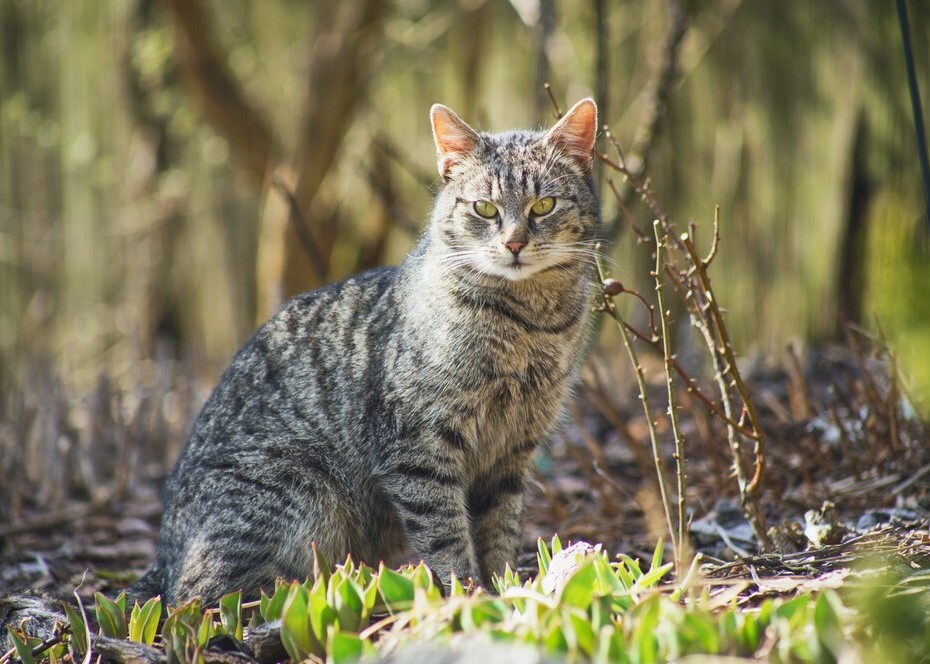 Curious Cats Climbing Trees Outdoors